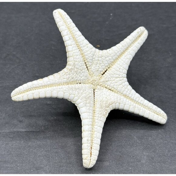 White Bleached Knobby Starfish Sea Star Shell Ocean Nautical Decor 4x4" - Picture 3 of 6